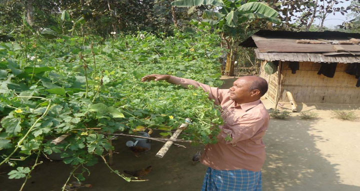 বসত বাড়ির আঙ্গিনায় আধুনিক পদ্ধতিতে চাষাবাদ করে স্বাবলম্বী বীর সিংহ ত্রিপুরা