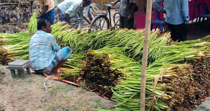 মাগুরার লতিরাজের চাহিদা দেশজুড়ে, ভাগ্য বদলাচ্ছে কৃষকদের