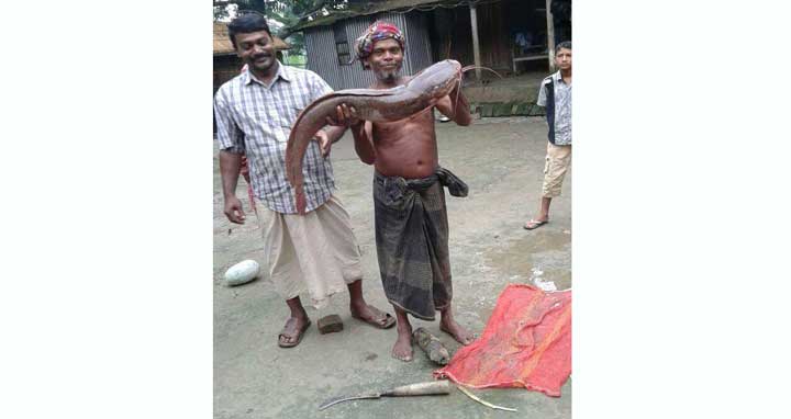 সাটু‌রিয়ায় ধান ক্ষে‌তে মিল‌লো ১০ কে‌জি ওজ‌নের মাগুর মাছ