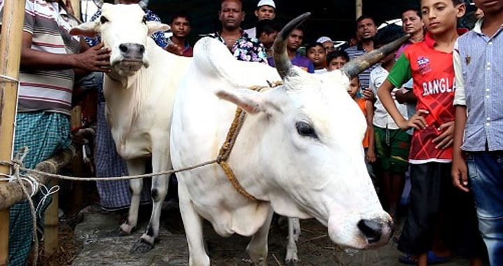 মীরকাদিমের ঐতিহ্য ধবল গাভি এখন হারানোর পথে