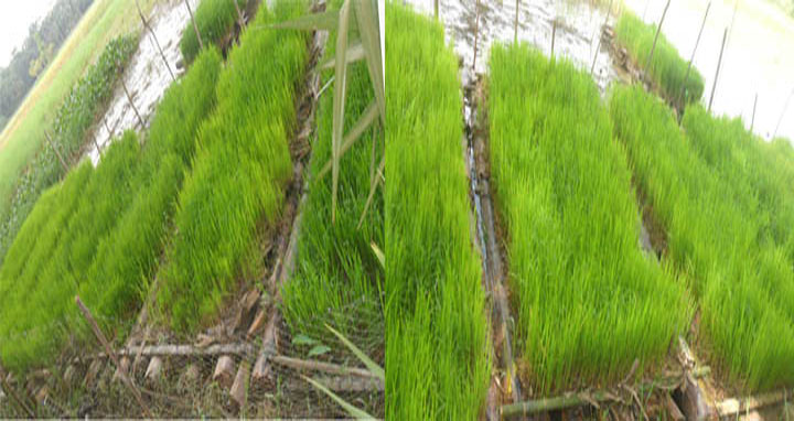 কাঁঠালিয়ায় ভাসমান বীজতলা তৈরী