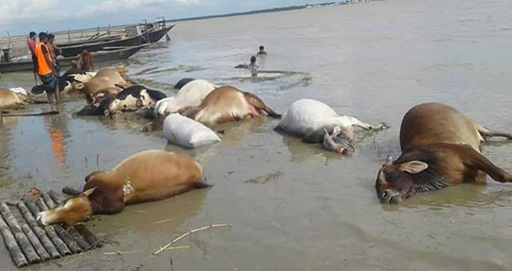 পদ্মায় ট্রলারডুবিতে ৪৬ গরুর মৃত্যু