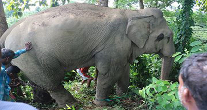 কুলাউড়ায় অবশেষে বেপয়োরা হাতিকে পাকড়াও : এলাকায় স্বস্তির নি:শ্বাস