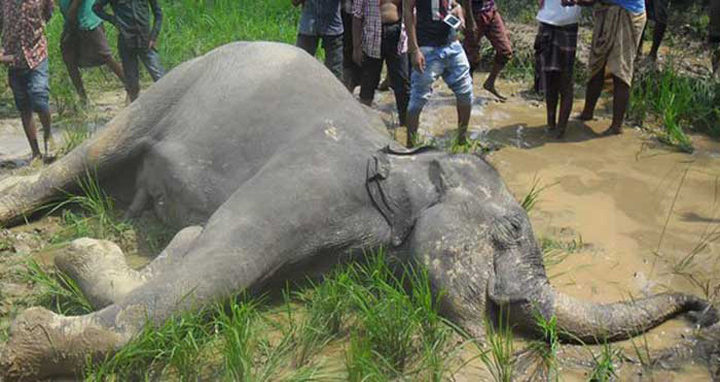 শেরপুরের ভোররাতে সীমান্তে পাওয়া গেল এক মৃত বন্যহাতি