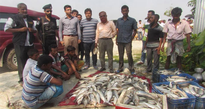 নিষেধাজ্ঞা অমান্য করে ইলিশ শিকার: শরীয়তপুরে ২০ দিনে ৫শত জেলে আটক