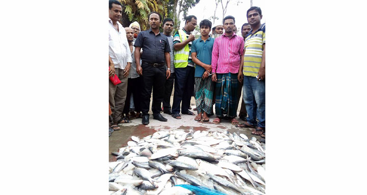 বাউফলে ৭মন জাটকা ইলিশ জব্দ