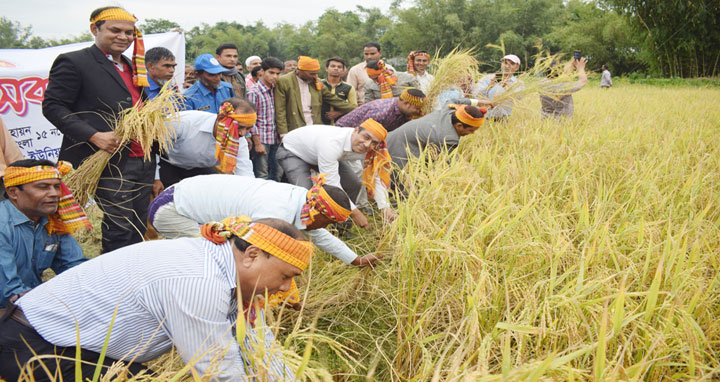 গঙ্গাচড়ায় নবান্ন উৎসব