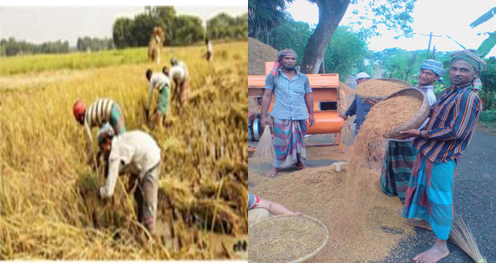 পটুয়াখালীতে আমন ধানের বাম্পার ফলন