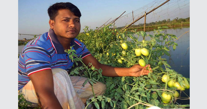চিতলমারীতে ভাগ্য বদলের স্বপ্ন দেখছেন টমেটো চাষিরা