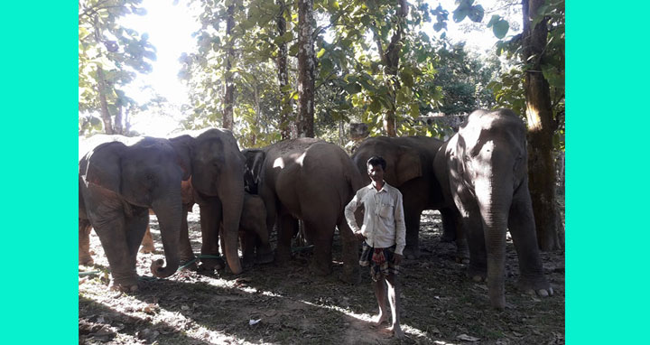 কুলাউড়ায় রির্জাভ বাঁশ মহাল থেকে ৯ টি হাতি আটক