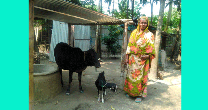 পঞ্চগড়ের নুরজাহার গরু ও মুরগী পালন করে বলেন ‘এলা কষ্ট নাই মোর’