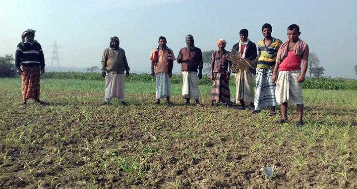 দৌলতপুরে কীটনাষক প্রয়োগে ২০ কৃষকের পেঁয়াজ ক্ষেত নষ্ট