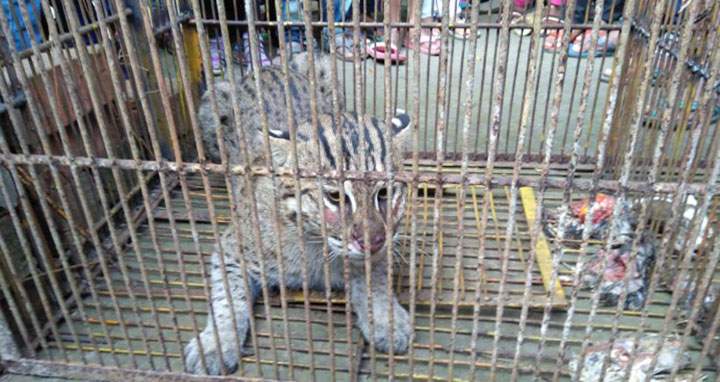 শিয়ালের ফাঁদে ধরা পড়লো মেছো বাঘ!