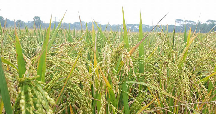 চরফ্যাশনের উৎপাদিত সুগন্ধি ধান রপ্তানি হচ্ছে বিদেশে