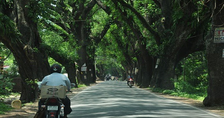 যশোরের শতবর্ষী গাছ রক্ষায় খরচ হবে ১০ হাজার কোটি টাকা