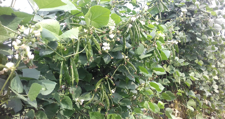 সদরপুর বাজারে আসছে প্রচুর শীতকালীন সবজি