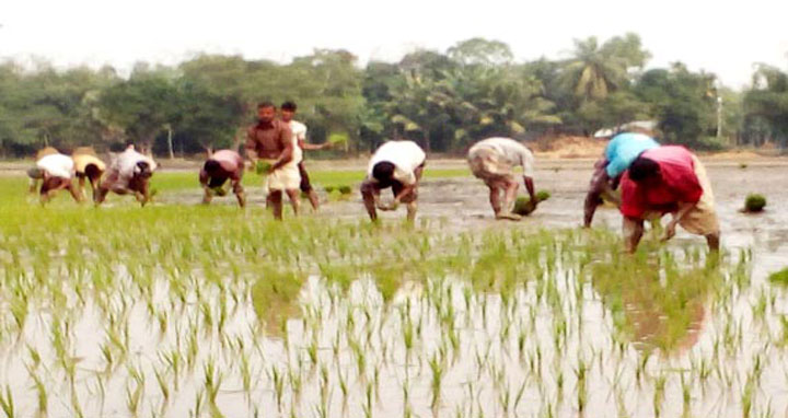 দুর্গাপুরে শীত ও কুঁয়াশায় দিন মজুর সংকট, বোরো চাষ ব্যহত