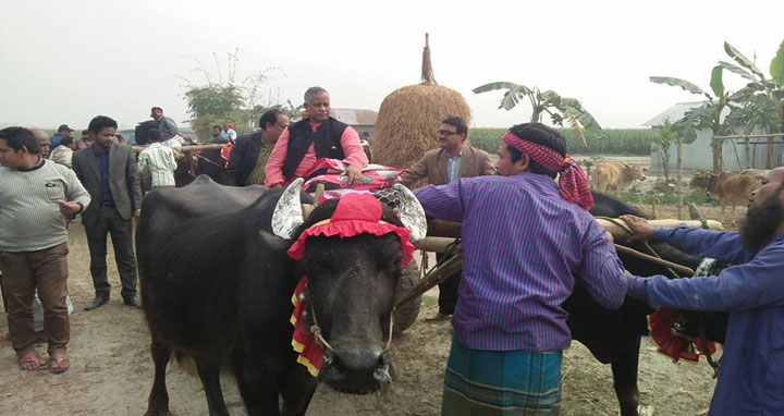 মহিষের গাড়ীতে তিস্তার চর ঘুরলেন এমপি মোতাহার