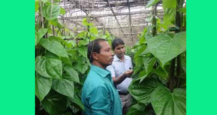 বোদায় পানের দাম বৃদ্ধি পাওয়ায় ক্রেতারা বিপাকে