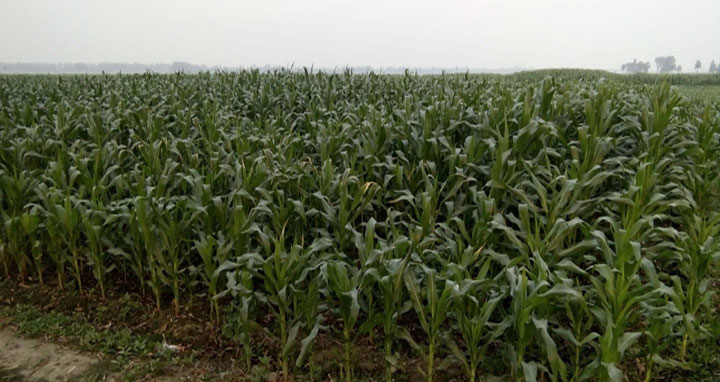 আত্রাইয়ে ভুট্টা চাষে বাম্পার ফলনের সম্ভাবনা