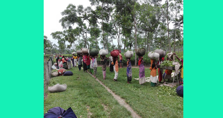 মৌসুমের প্রথম বৃষ্টিপাত শ্রীমঙ্গলে, বাম্পার চা উৎপাদনের সম্ভাবনা