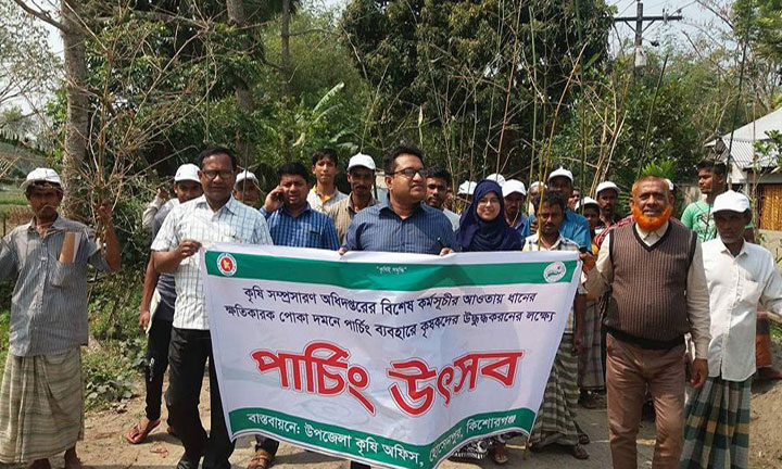 হোসেনপুরে পোকার আক্রমন নিয়ন্ত্রণে পাচিং উৎসব