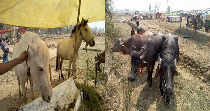 আক্কেলপুরের গোপীনাথপুরে ৫০০ বছরের দোলযাত্রা মেলা শুরু