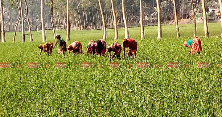 উলিপুরে মজুরী বৈষম্যের শিকার নারী শ্রমিকেরা