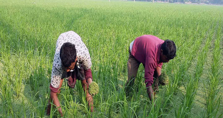 সিরাজগঞ্জে ইরি বোরো খেতে ব্যাকটেরিয়ার আক্রমণ