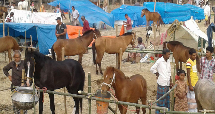 গোপীনাথপুরের মেলায় জমে উঠেছে ঘোড়ার হাট