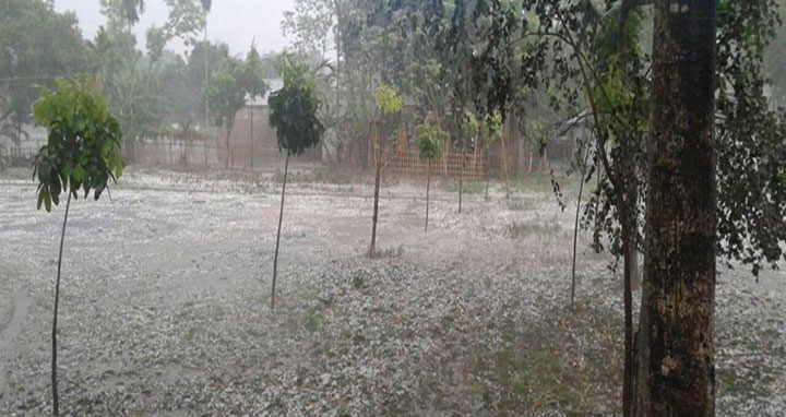 লালমনিরহাটে শিলাবৃষ্টিতে ফসলের ব্যাপক ক্ষতি