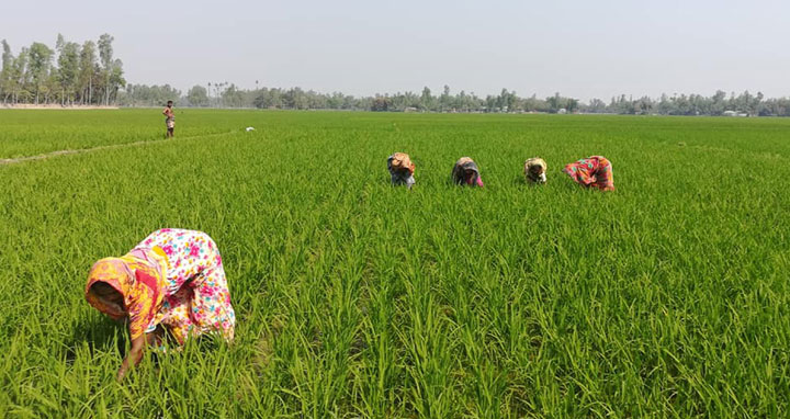 লালমনিরহাটে ইরি-বোরো চাষাবাদে ব্যস্ত কৃষকরা