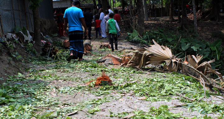 দৌলতপুরে সরকারি গাছ কাটার অভিযোগ