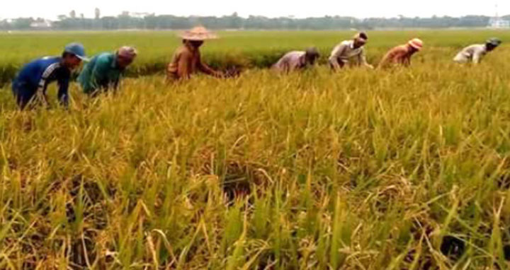 জগন্নাথপুরে শ্রমিক সংকটে আতঙ্কিত কৃষক