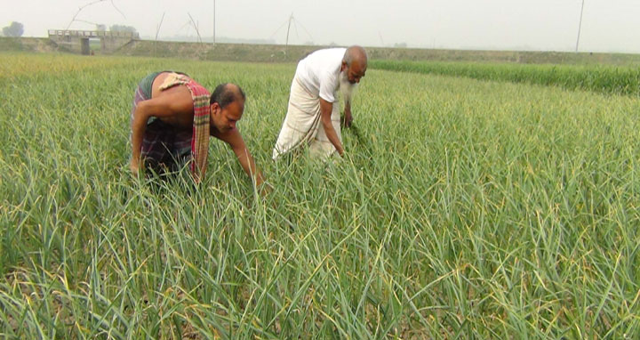 ফরিদপুরে রসুনের বাম্পার ফলন