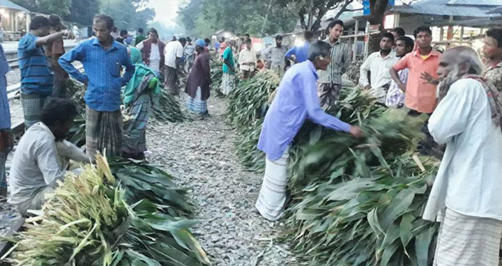 হাতীবান্ধায় ভুট্টা পাতার হাট