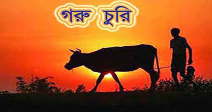 বোয়ালখালীতে এক রাতে ৭টি গরু চুরি