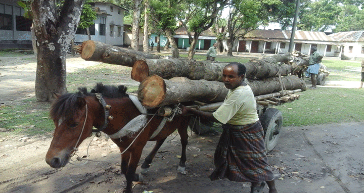 রাজা-বাদশার ঘোড়া এখন মানুষের জীবিকার বাহন