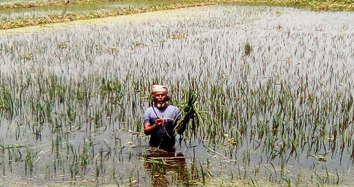 লালমনিরহাটে পানিতে ডুবে নষ্ট হচ্ছে বোরো ধান ক্ষেত