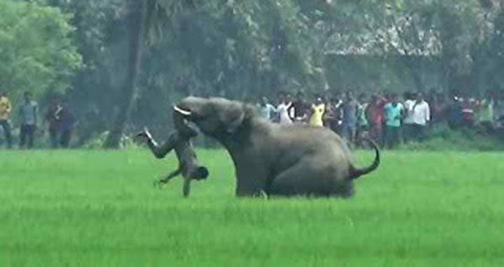 পটিয়ার কেলিশহর পাহাড়ে হাতির আক্রমণে যুবক নিহত