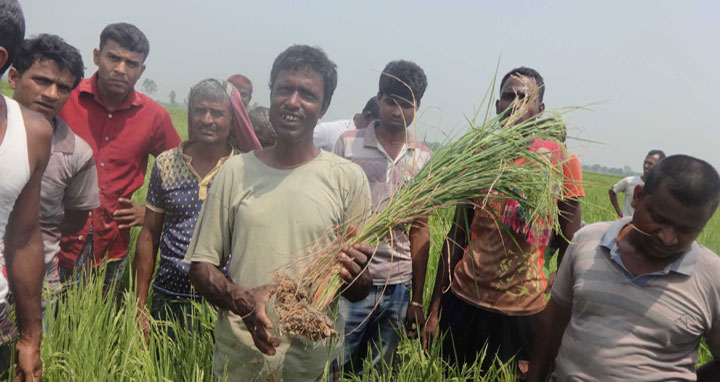 বদলগাছীতে জমির বোরো ধান নষ্ট করার অভিযোগ