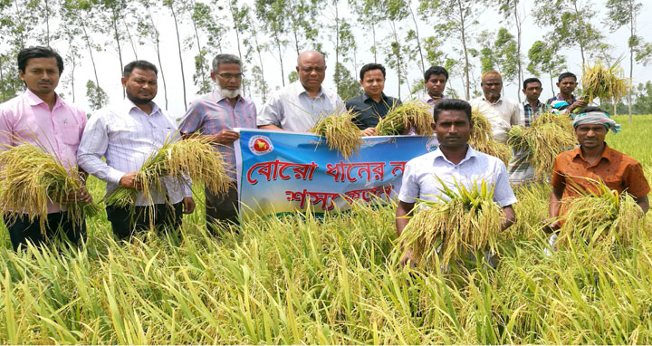 সিংড়ায় বোরো ধানের নমুনা শস্য কর্তন