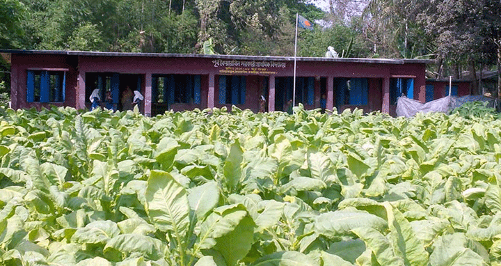 চকরিয়ায় বিদ্যালয় মাঠে তামাক চাষ