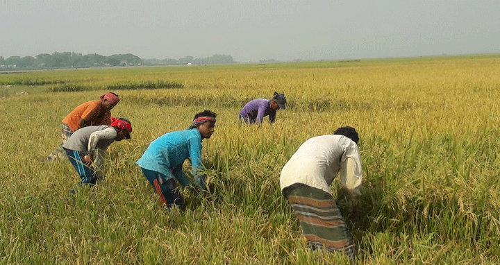 মদনে শ্রমিক সংকটে দিশেহারা কৃষক