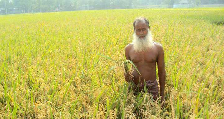 সাঘাটায় ইরি বোরো ধানের শীষে নেক ব্লাষ্ট রোগের আক্রমণ