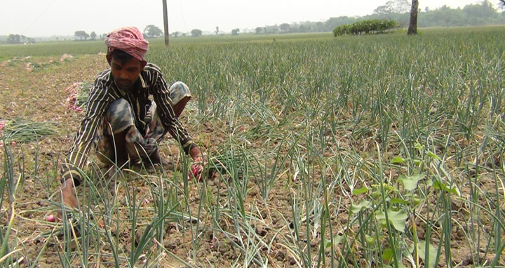 ফরিদপুরে পেঁয়াজের বাম্পার ফলন