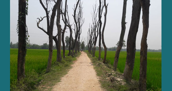 হাকিমপুরে চুরি হচ্ছে সড়কে লাগানো গাছ