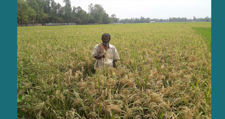 চিলমারীতে বোরো ধানে ব্লাস্ট রোগ: দিশেহারা কৃষক