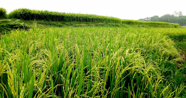 আত্রাইয়ে বোরো ধানের বাম্পার ফলনের সম্ভাবনা