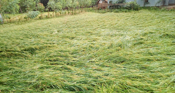 উলিপুরে শিলাবৃষ্টিতে ফসলের ব্যাপক ক্ষতি